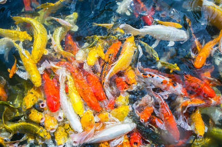 Colored Crap fish top view pond in the park, Fancy crap fish surface on the waterの写真素材