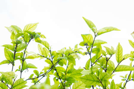 green leaf background and copy spaceの写真素材