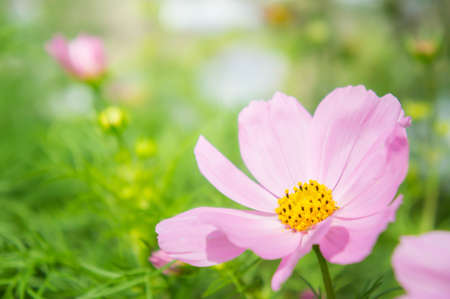 pink cosmos flowers , daisy blossom flowers in the gardenの写真素材