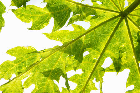Papaya leaf nature and lighting on white backgroundの写真素材