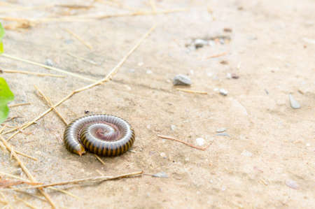 Millipede on the floor of the house in the rain.Will see much during the rainy season. Be careful because it is a poisonous animal.の写真素材
