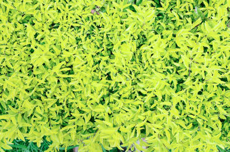 texture yellow green small leaf nature background in the parkの写真素材