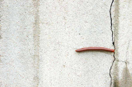 Watch out for millipedes in the rainy season. Millipede on the wall of the house in the rain.の写真素材