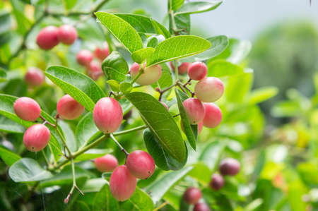 Carunda or Karonda  fruit on tree organic gardenの写真素材