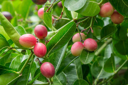 Carunda or Karonda  fruit on tree organic garden