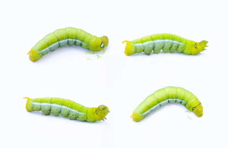 Green worm caterpillars animals isolate on white backgroundの写真素材