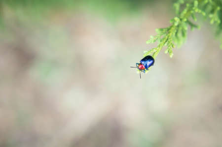 insect animal life in the nature background and copy space bright day toneの写真素材