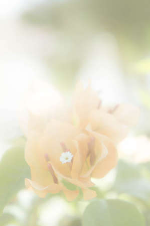 yellow flowers vintage with white filterの写真素材