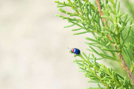 insect animal life in the nature background and copy space bright day tone