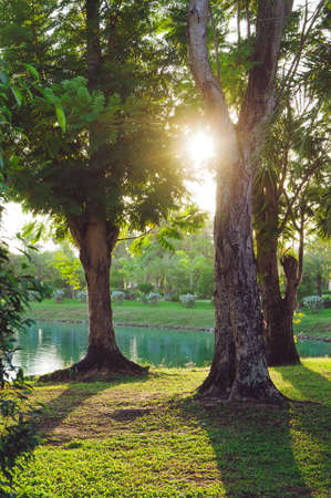Tree on the lake park and the sunries