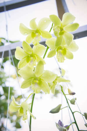 orchid flowers in the garden backgroundの写真素材