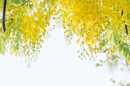 Cassia fistula yellow flowers daisy summer with filter vintage style and copy spaceの写真素材
