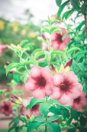 flowers vintage ,pink flowers in the garden plant and filter vintage lighting style in the romance...