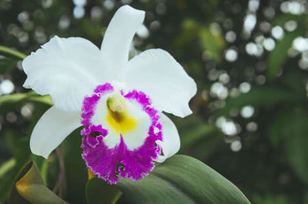 white flowers orchid flowers blooming in the nature garden backgroundの写真素材