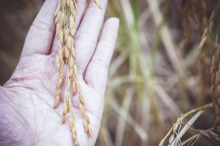 Rice paddy Yellow paddy harvested during harvesting season. Ready to be processed into rice to cookの写真素材