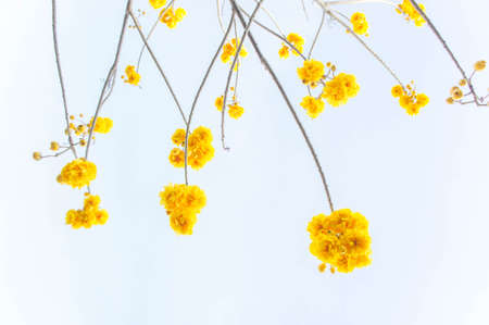 yellow flowers tree on top view sky background , yellow flowers on summerの写真素材