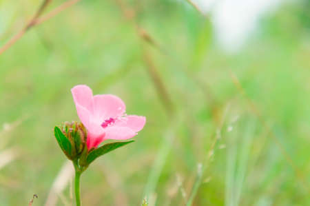 Pink flower plant blooming in the nature garden On a refreshing dayの写真素材