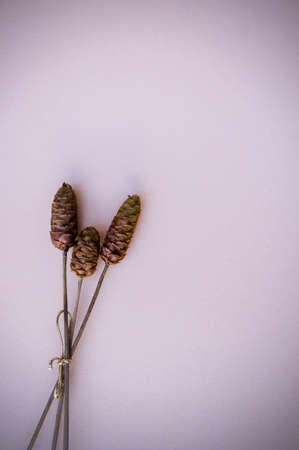 Hay flowers on the background vintage style decor and copy spaceの写真素材