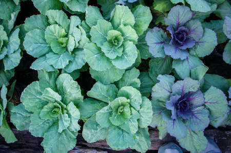 vegetables in the garden , organic vegetables growthの写真素材