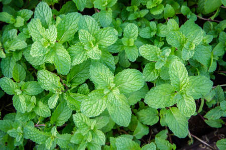 peppermint herb or vegetables for cook , The plant is useful in cooking as a herb to extract fresh...