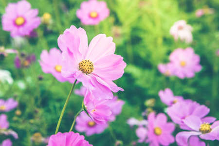 flowers cosmos pink and white color in the nature garden , colorful in the nice day , flowers vintage time in the dayの写真素材