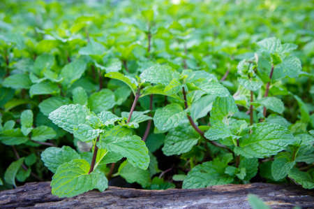peppermint herb or vegetables for cook , The plant is useful in cooking as a herb to extract fresh...