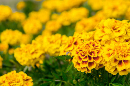 Marigold flowers in the garden on summer , yellow flowers ,beautiful flowers on summer in the nice...