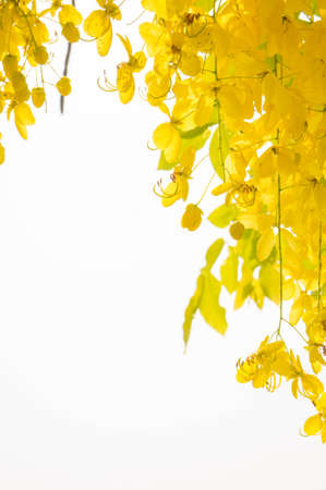 Ratchaphruek Cassia fistula flowers , daisy yellow flowers on summer seasonの写真素材