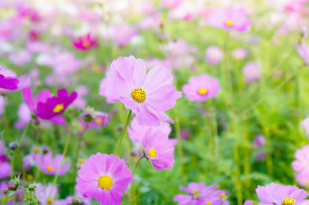 flowers cosmos in the filed morning timeの写真素材