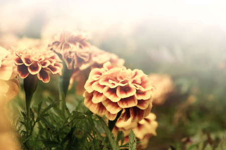 Marigold flowers in the garden on summer , yellow flowers ,beautiful flowers on summer in the nice day herb flowersの写真素材