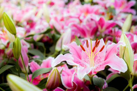 lilly pink flowers in the nature garden romance nature flowers blooming in the gardenの写真素材