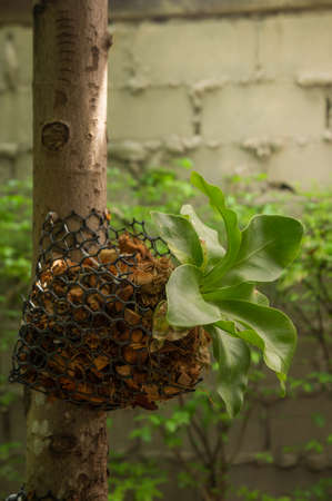 basket of small tree on the garden home