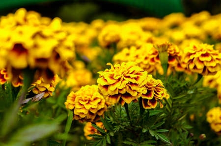 Marigold flowers in the garden on summer , yellow flowers ,beautiful flowers on summer in the nice...