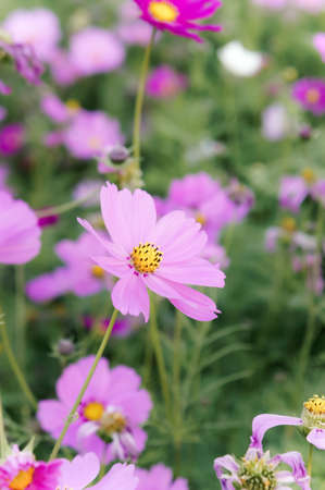 flowers cosmos in the field blooming on the day  in the nature gardenの写真素材