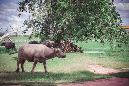 Buffalo in the meadow , animals life in the nature garden