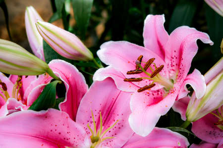 Lilly pink flowers in the garden romatic flowers colorful , pollen flowerの写真素材