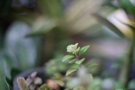 Small plant nature in the natureの写真素材