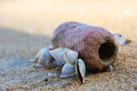Sea shells inhabiting the seashoreの写真素材