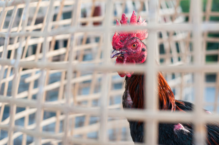 Cock in henhouseの写真素材