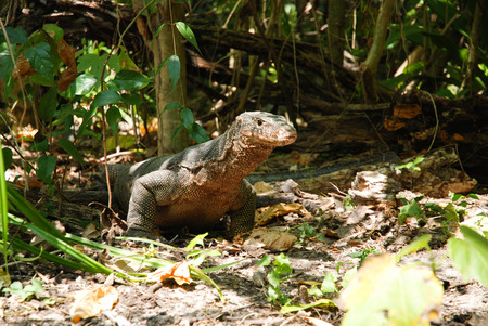 komodo in a island at Krabi, Thailand の写真素材
