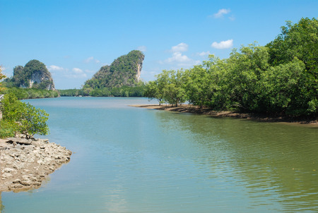 mangrove forest way to the sea の写真素材