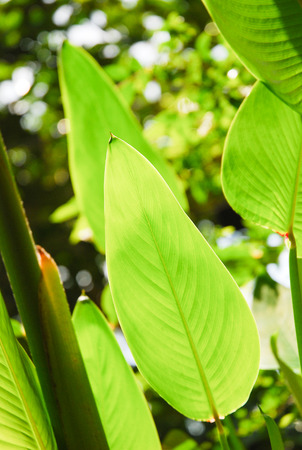 big green leafの写真素材