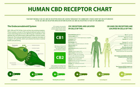 Human CBD Receptor Chart - Endocananbinoid System horizontal infographic illustration about cannabis as herbal alternative medicine and chemical therapy, healthcare and medical science vector.のイラスト素材
