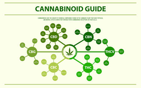 Cannabinoid Guide horizontal infographic illustration about cannabis as herbal alternative medicine and chemical therapy, healthcare and medical science vector.のイラスト素材