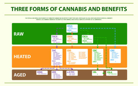 Three Forms of Cannabis and Benefits horizontal infographic illustration about cannabis as herbal alternative medicine and chemical therapy, healthcare and medical science vector.のイラスト素材