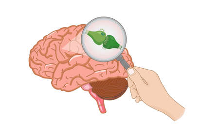 Endocannabinoid System inside Brain illustration about cannabis as herbal alternative medicine and chemical therapy, healthcare and medical science vector.のイラスト素材
