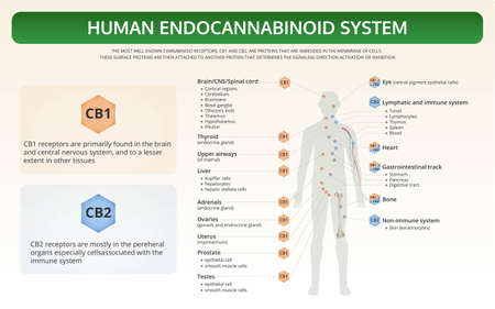 Human Endocannabinoid System horizontal textbook infographic illustration about cannabis as herbal alternative medicine and chemical therapy, healthcare and medical science vector.のイラスト素材