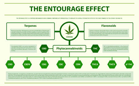 The Entourage Effect horizontal infographic illustration about cannabis as herbal alternative medicine and chemical therapy, healthcare and medical science vector.のイラスト素材