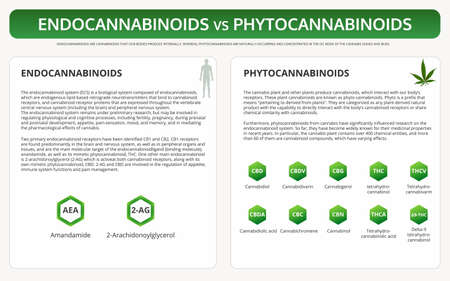 Endocannabinoids vs Phytocannabinoids horizontal textbook infographic illustration about cannabis as herbal alternative medicine and chemical therapy, healthcare and medical science vector.のイラスト素材
