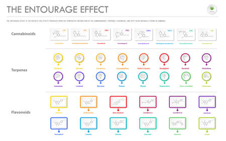 The Entourage Effect with Structural Formulas horizontal business infographic illustration about cannabis as herbal alternative medicine and chemical therapy, healthcare and medical science vector.のイラスト素材